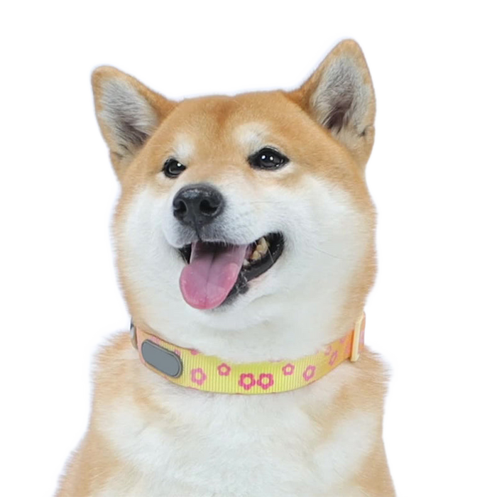 ๐จ Cute Colorful Adjustable Pet Collar โ Lovely Color Matching