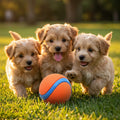 Cute Puppy Play Ball- Interactive Dog Toy