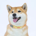 Cute Colorful Adjustable Pet Collar