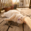 CATNIP STICKZ — Organic USA-Made Cat Toys