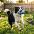 LickCroix 4-Pack Squeaker Dog Toy Set