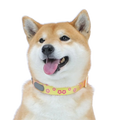 🎨 Cute Colorful Adjustable Pet Collar — Lovely Color Matching