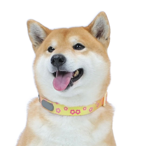 🎨 Cute Colorful Adjustable Pet Collar — Lovely Color Matching